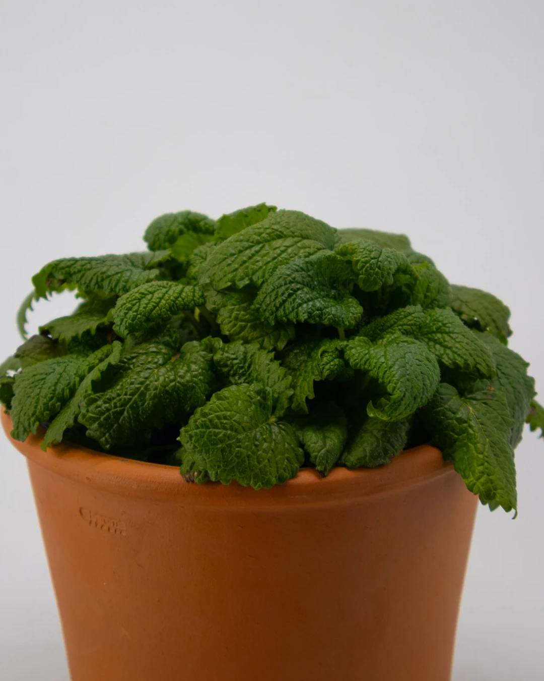 Melissa - VivaiBrugna