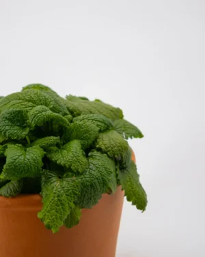 Melissa - VivaiBrugna