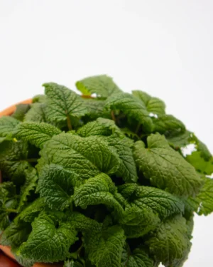 Melissa - VivaiBrugna