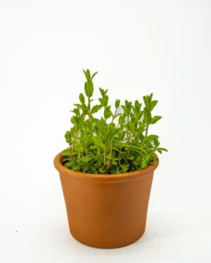 Menta Mojito - VivaiBrugna