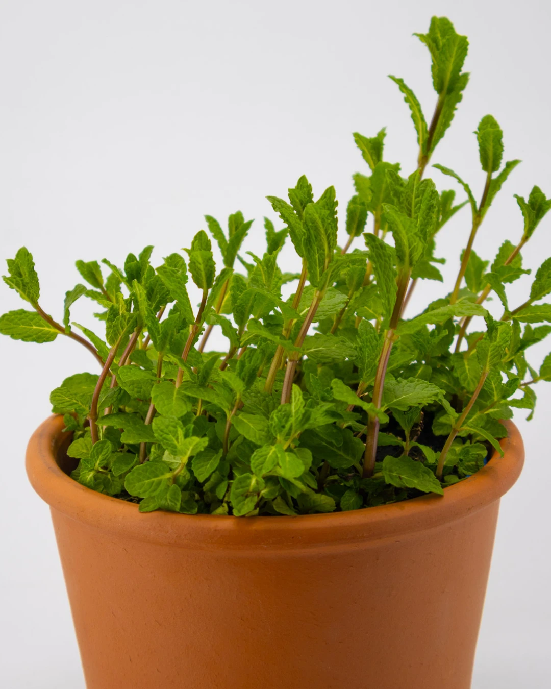 Menta Mojito - VivaiBrugna