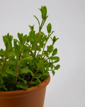 Menta Mojito - VivaiBrugna