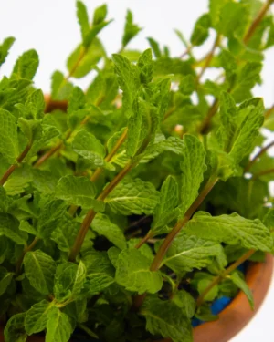 Menta mojito - immagine 4