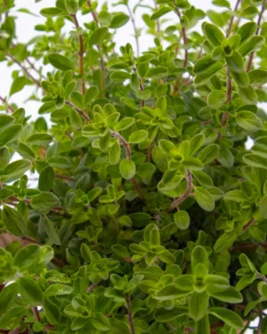 Majorana origanum - immagine 4