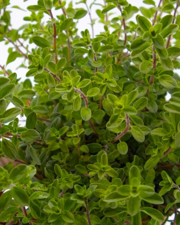 Majorana origanum - immagine 4