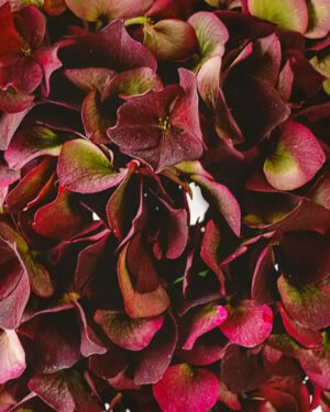 Ortensia macrophylla 'Ever Belles Chocolate'