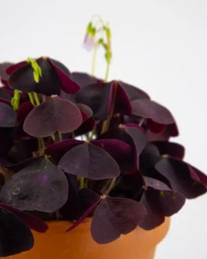 Oxalis triangularis - immagine 3