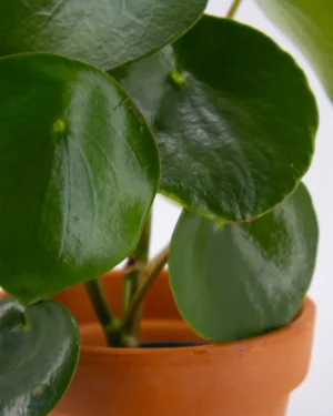 Peperomia polybotrya - VivaiBrugna