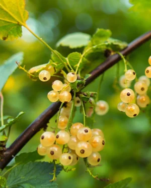 Ribes bianco
