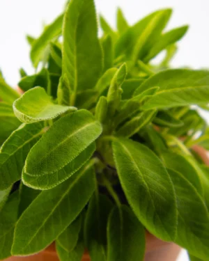 Salvia - immagine 4
