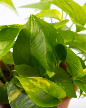 Pothos - immagine 4