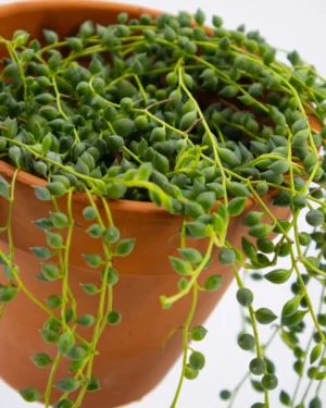 Senecio Herreianus - VivaiBrugna