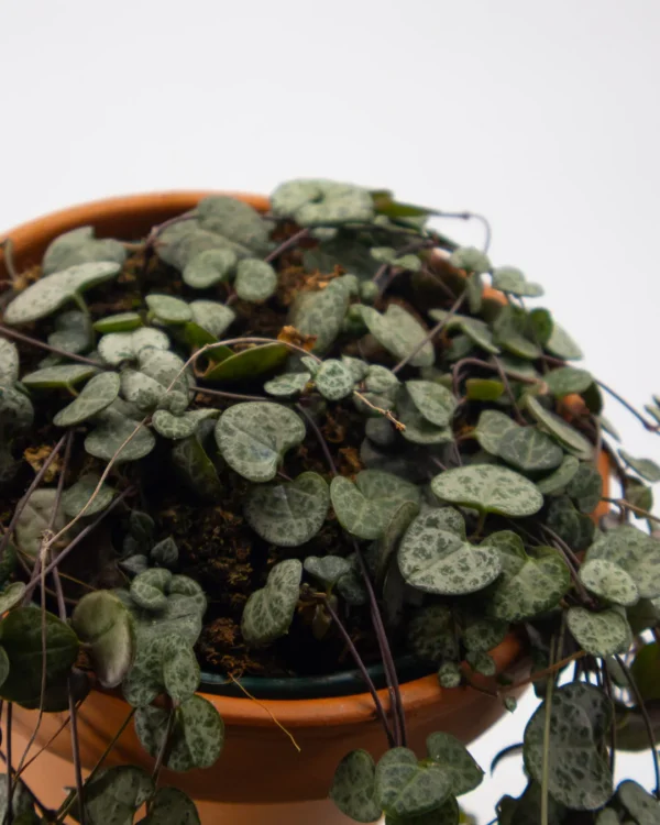 Ceropegia - immagine 4