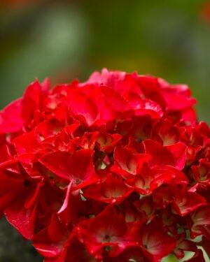 Ortensia macrophylla 'Ever Belles Red'