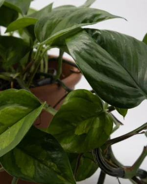 Scindapsus 'Global Green' - immagine 2