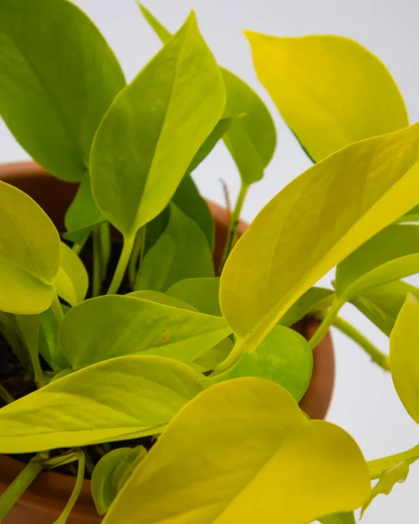 Golden pothos - VivaiBrugna