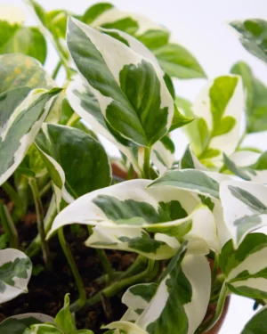 Pothos 'N'joy' - immagine 3