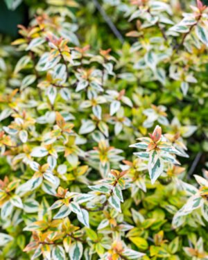 Abelia x grandiflora 'Kaleidoscope'