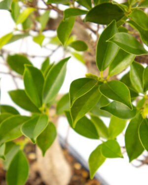 Ficus microcarpa - immagine 3