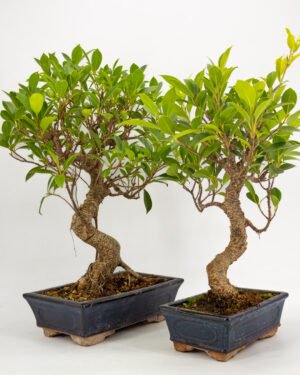 Ficus microcarpa