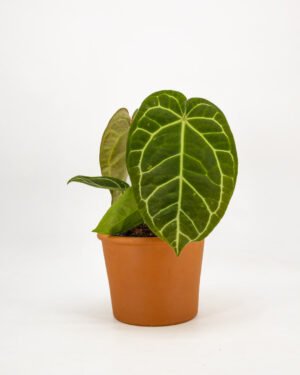 Anthurium chrystallinum
