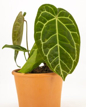 Anthurium chrystallinum - immagine 3