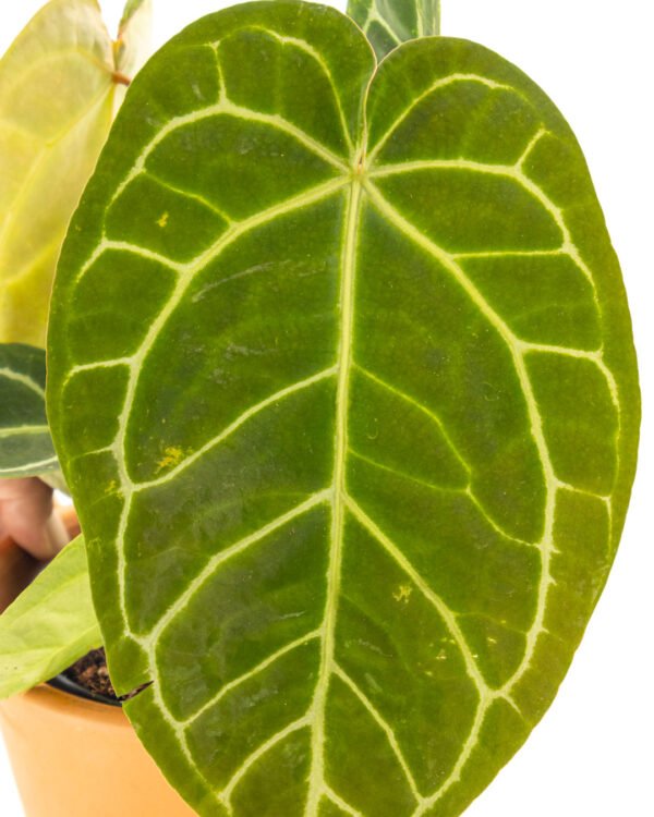 Anthurium chrystallinum - immagine 2