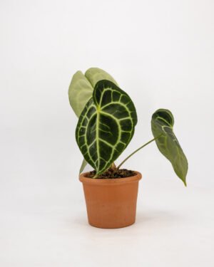 Anthurium clarinervium