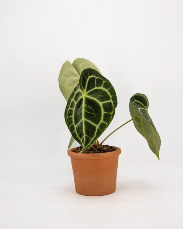 Anthurium clarinervium - immagine 1