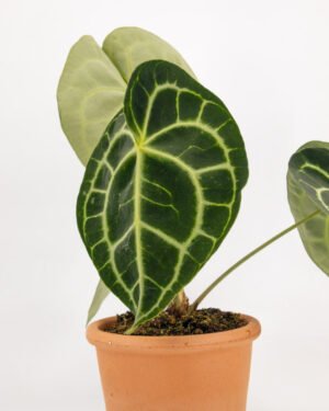 Anthurium clarinervium - immagine 3