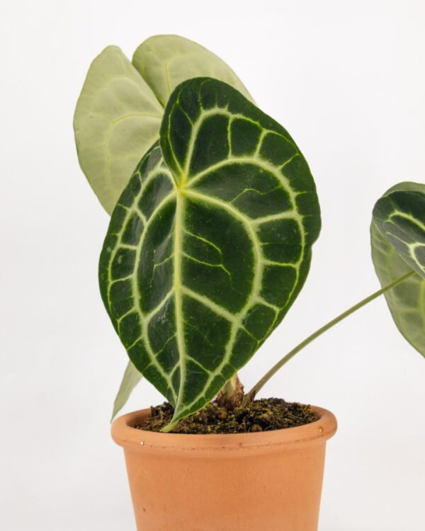 Anthurium clarinervium - immagine 3