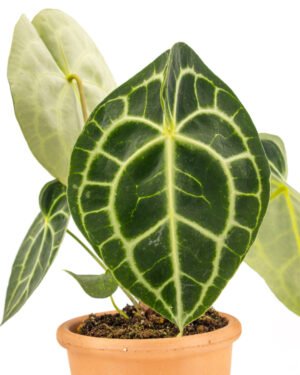 Anthurium clarinervium - immagine 2