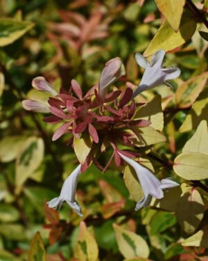 Abelia x grandiflora 'Kaleidoscope'