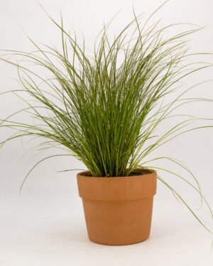 Carex 'Prairie Fire' - immagine 2