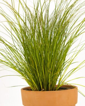 Carex 'Prairie Fire' - immagine 3
