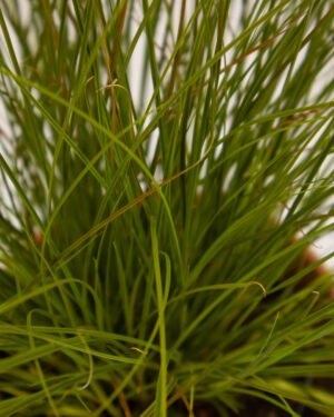 Carex 'Prairie Fire'