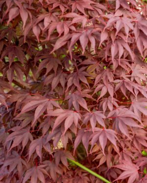 Acer palmatum 'Bloodgood'