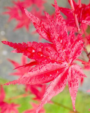 Acer palmatum 'Bloodgood' - immagine 3