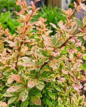 Berberis thunbergii 'Natasza'