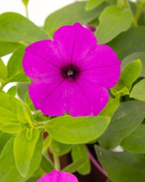 Petunia Supertunia Vista® Jazzberry®