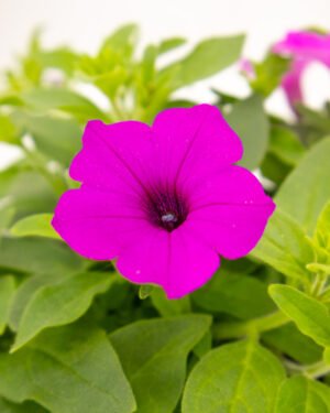 Petunia Supertunia Vista® Jazzberry® - immagine 2