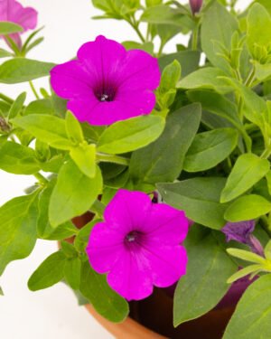 Petunia Supertunia Vista® Jazzberry® - immagine 3