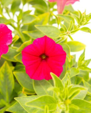 Petunia Supertunia Vista® Paradise® - immagine 2