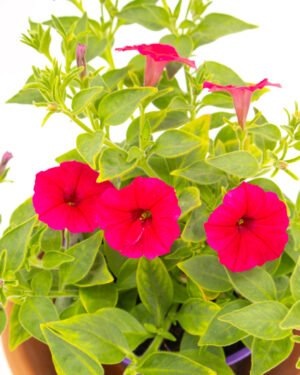 Petunia Supertunia Vista® Paradise® - immagine 4