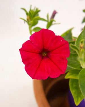 Petunia Supertunia Vista® Paradise® - immagine 3
