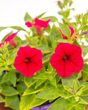 Petunia Supertunia Vista® Paradise®