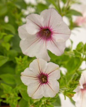 Petunia Supertunia Vista® Silverberry® - immagine 2