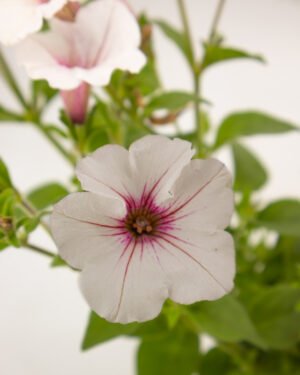 Petunia Supertunia Vista® Silverberry®