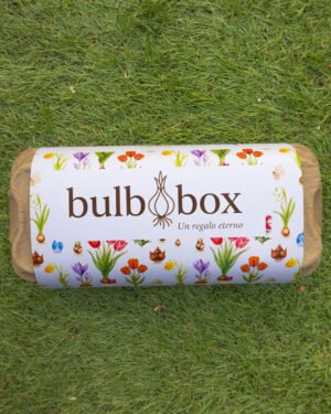 BulboBox - immagine 2