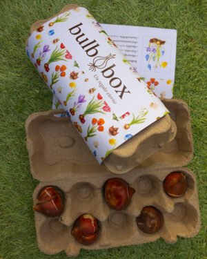 BulboBox - immagine 5